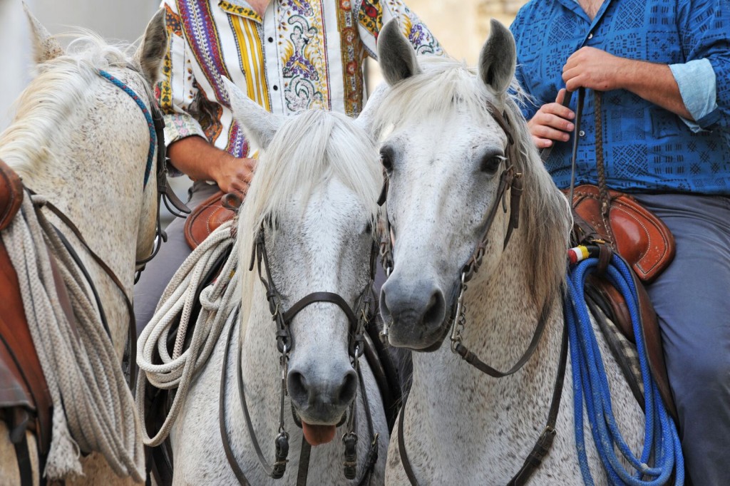 Camargue immersion