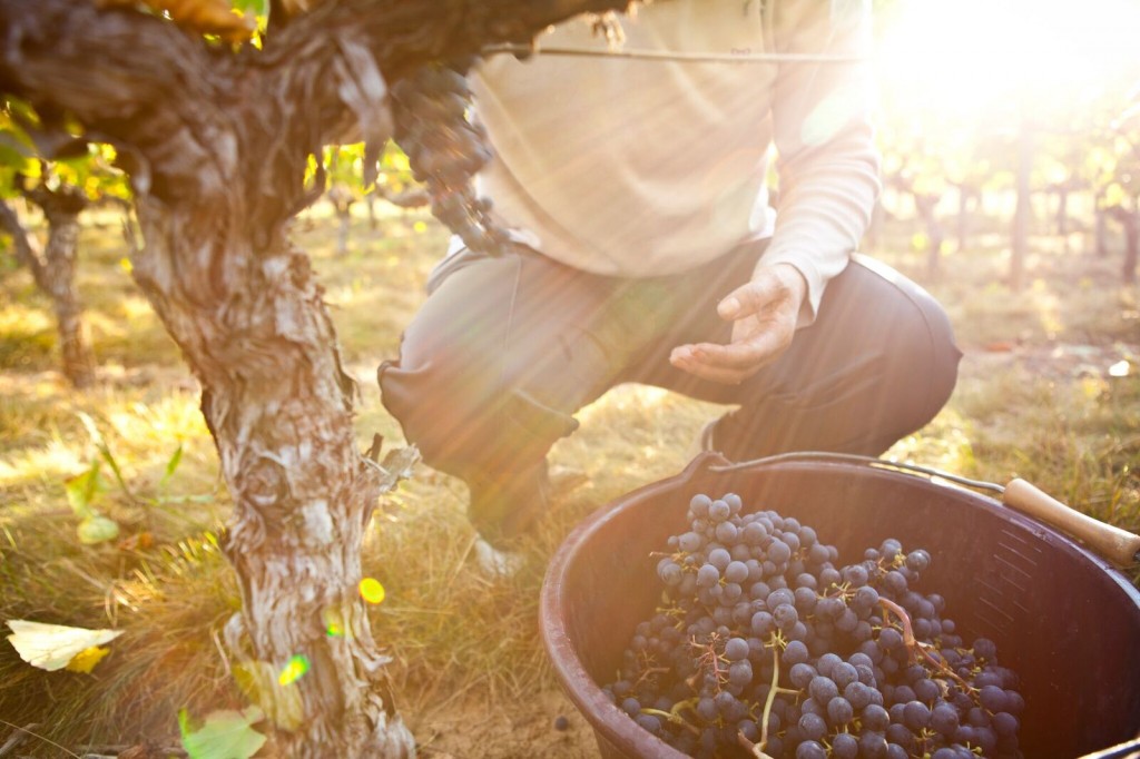 Gironde - Les pieds dans la vigne